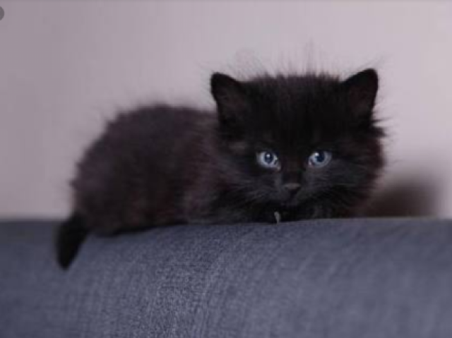 Um gato-preto lindo!❤💖