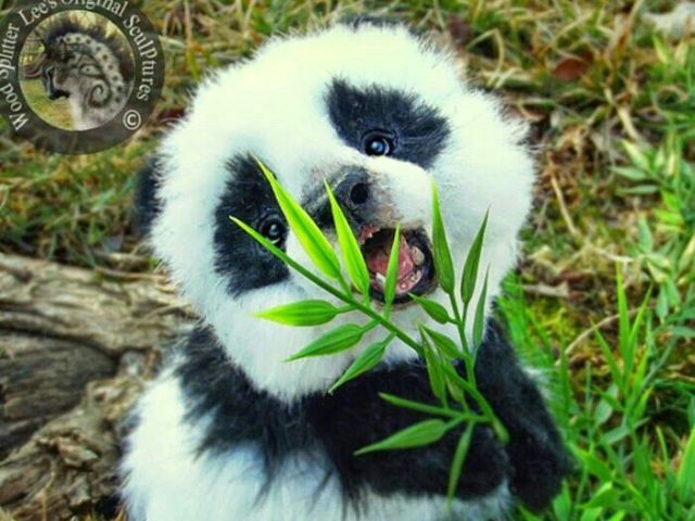 🐼