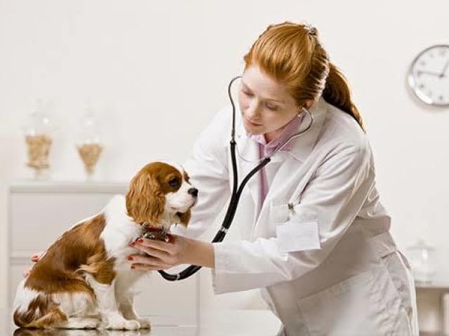 VETERINARIA