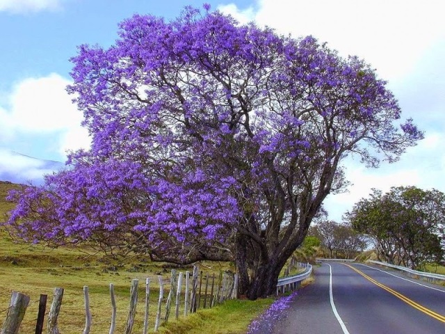 Jacarandá de Minas