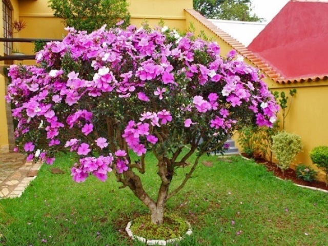 Manacá da Serra