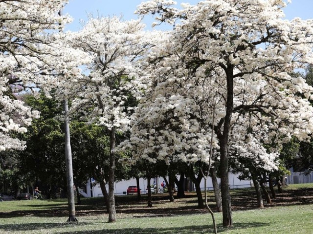 Ipê-branco