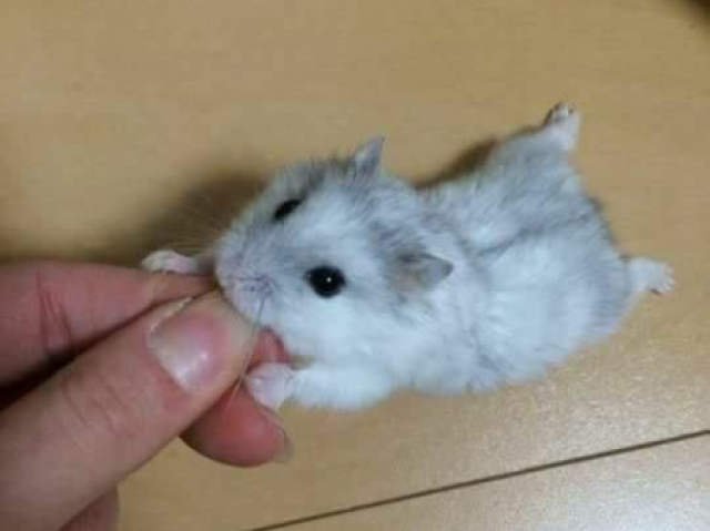 Um Hamster