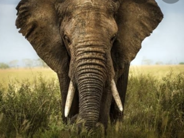 Elefante