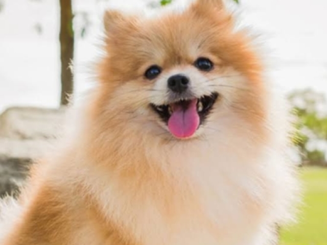 Cachorro (Lulu da pomerânia)