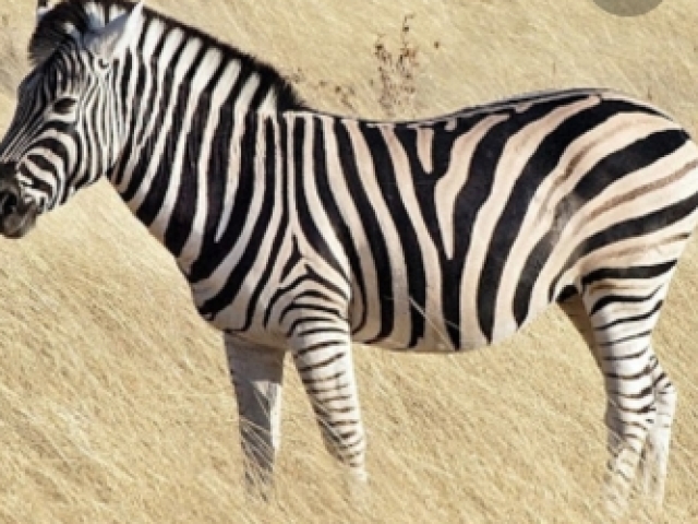 Zebra