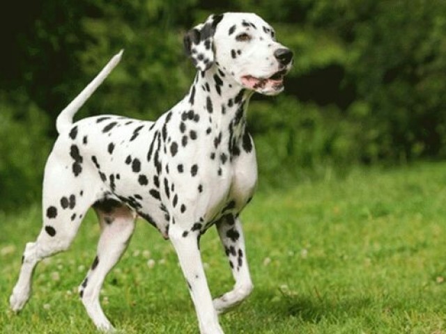 Dalmata