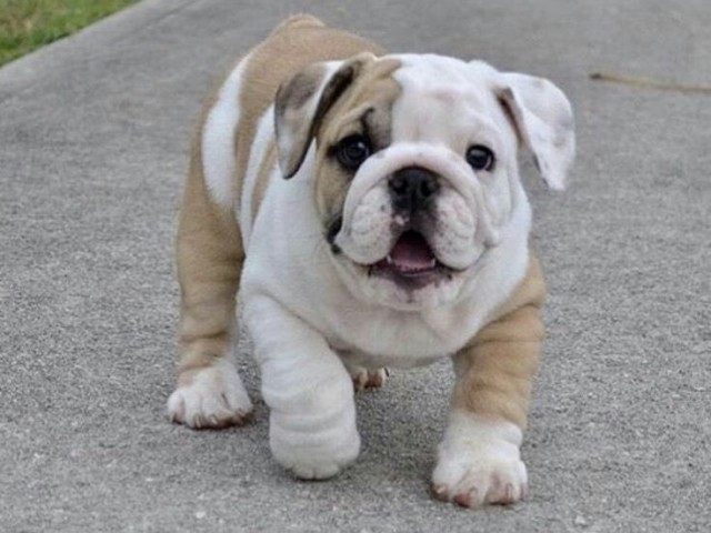 BullDog