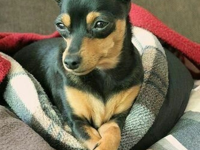 Pinscher