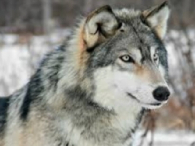 O lobo, porque ele sempre anda em bando, protege os seus e se importa com quem tem por perto.