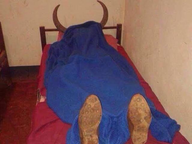 🐮 Muzan sepultou o corno