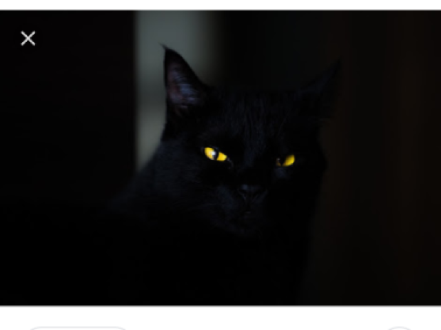 Gato