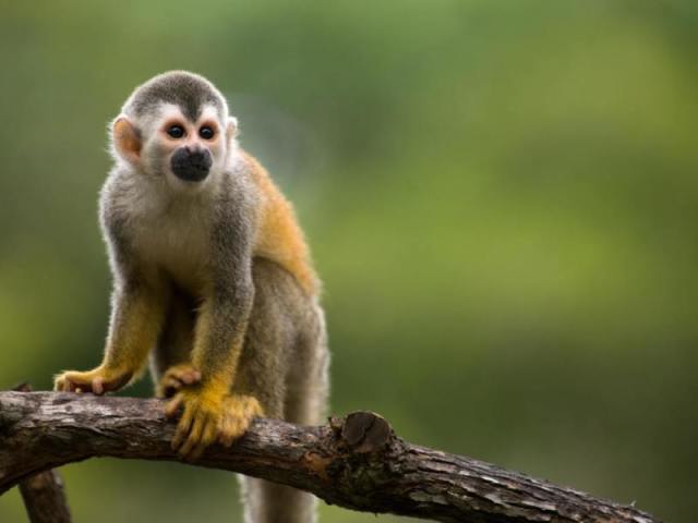 Macaco