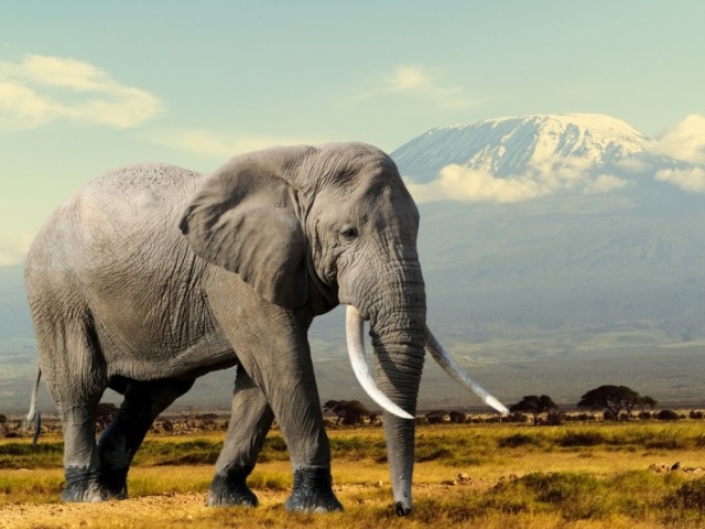 Elefante