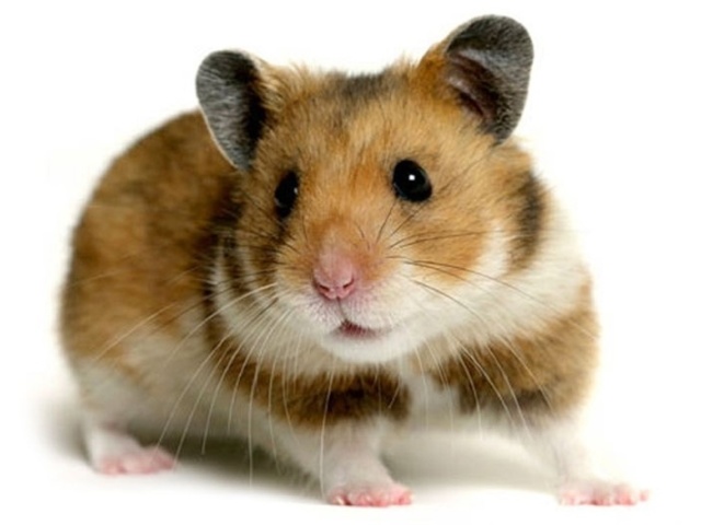 Hamster