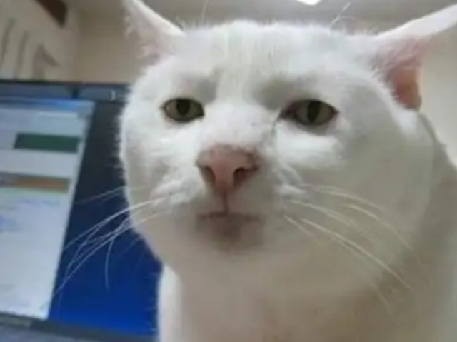Gato sério >:-
