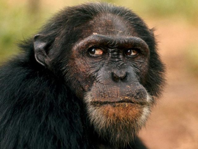 chimpanze