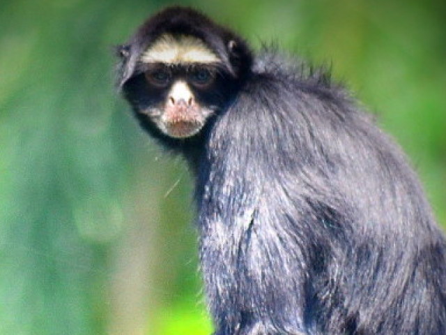 macaco aranha