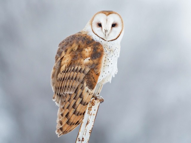 Owl