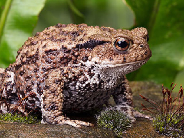 Toad