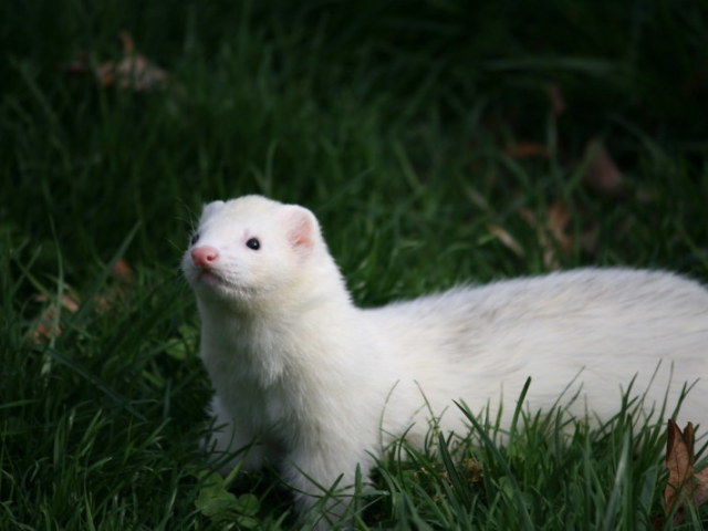 Ferret