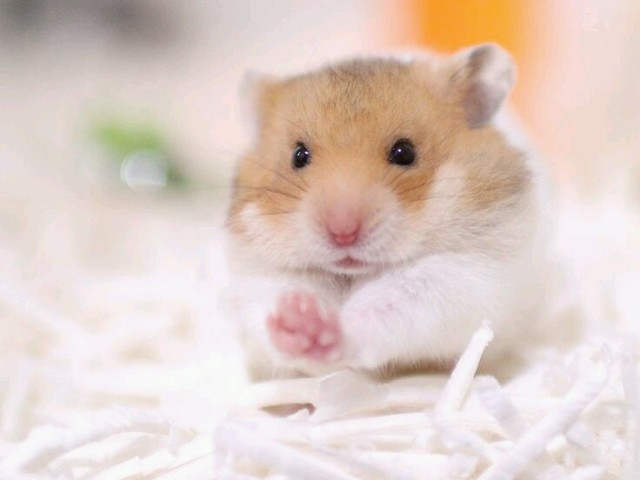 Hamster