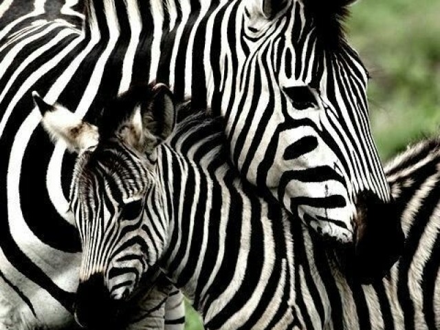 Zebra