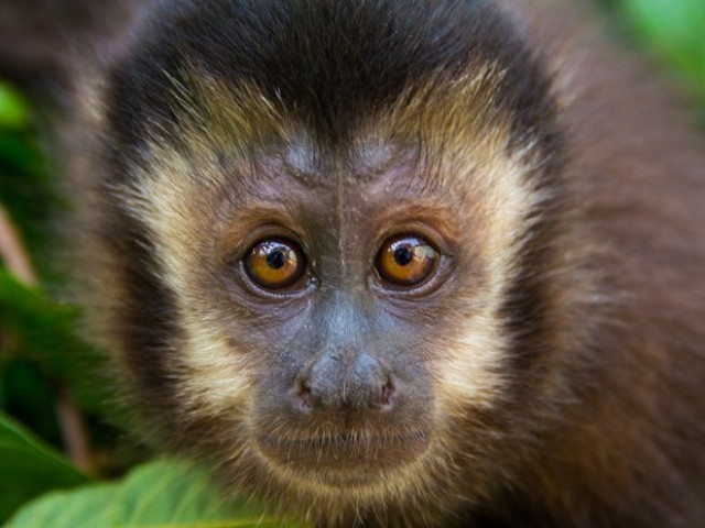 Macaco