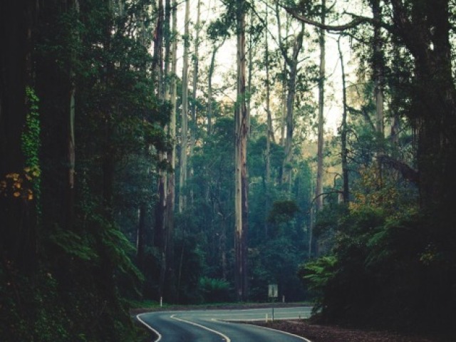 Caminhar na floresta...