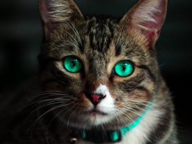 Gato