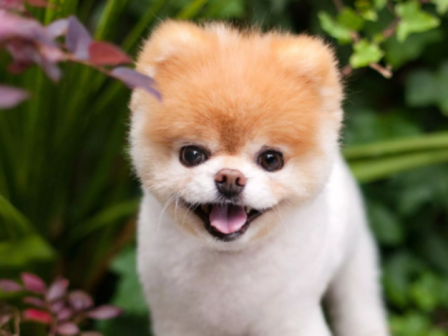 Cachorro