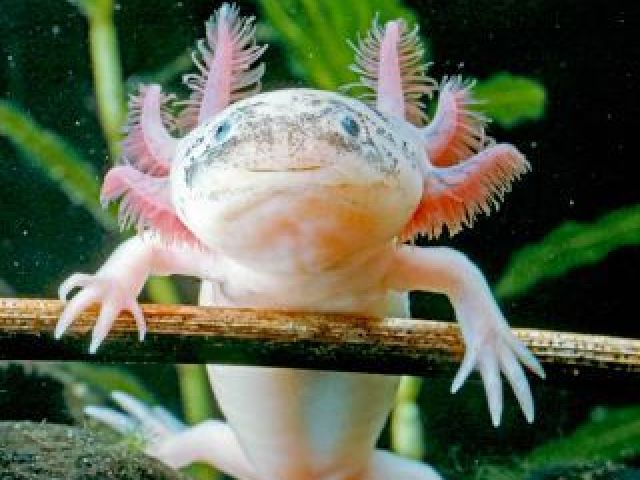 Axolotl