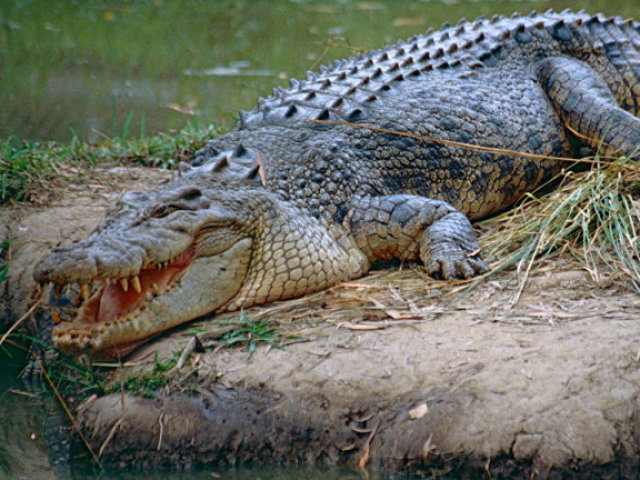 Crocodilo