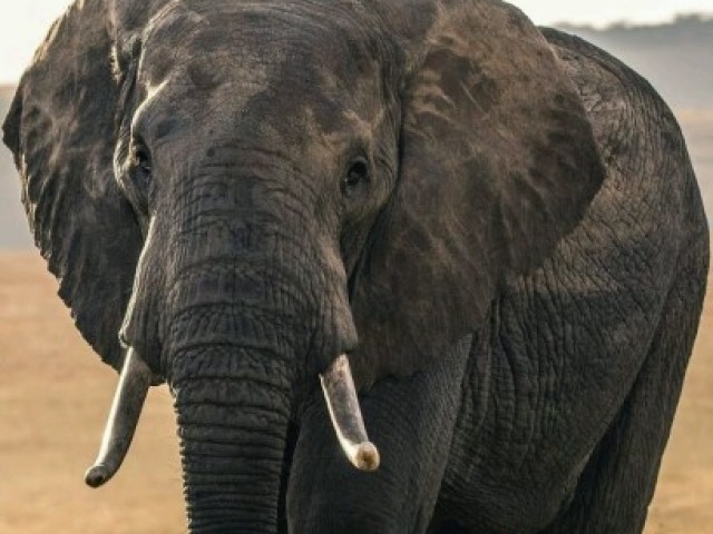 Elefante africano