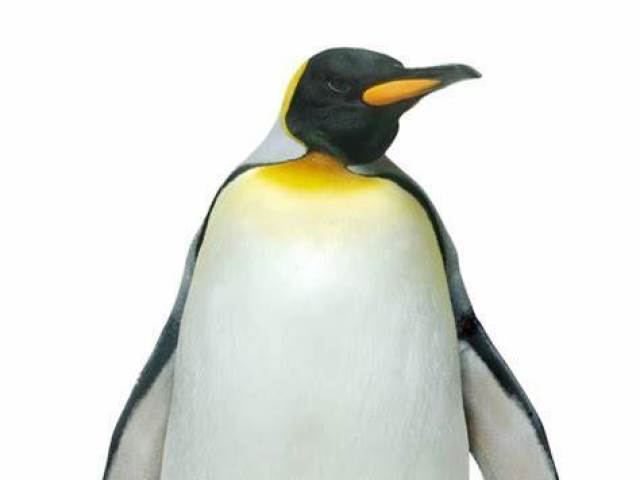 Pinguim.