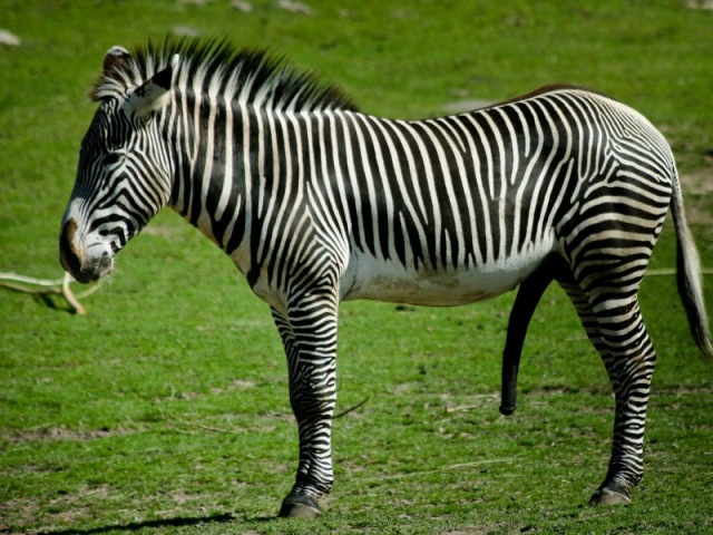 Zebra.