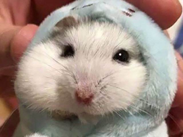 Hamster