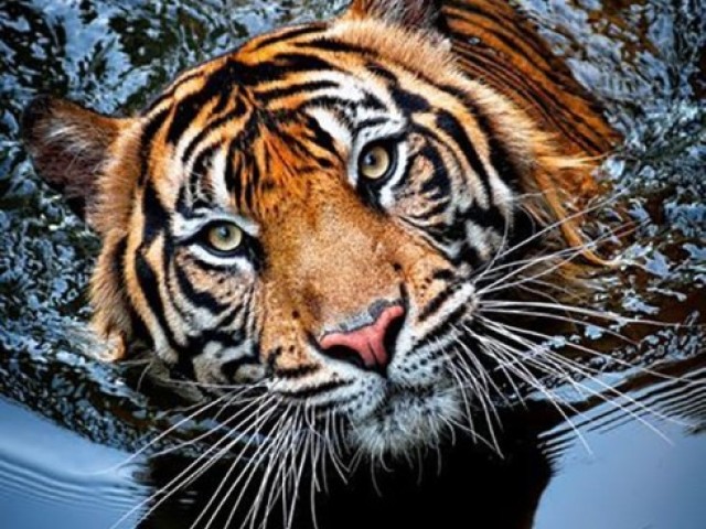 Tigre