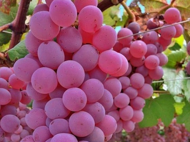 UVAS