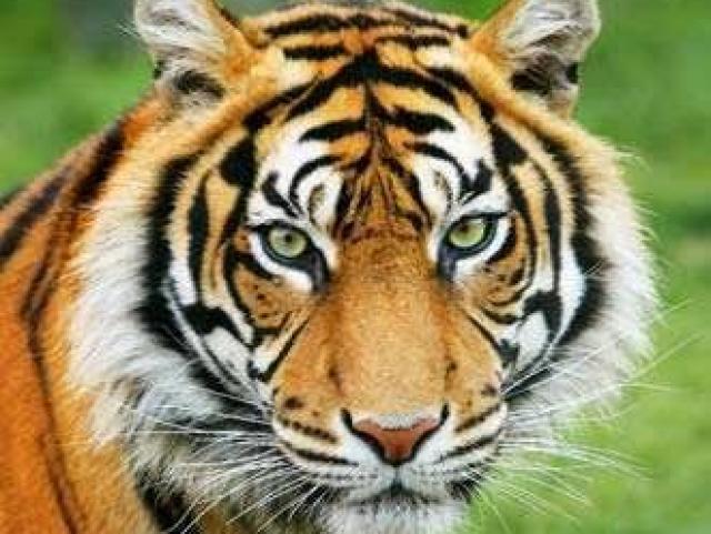 TIGRE