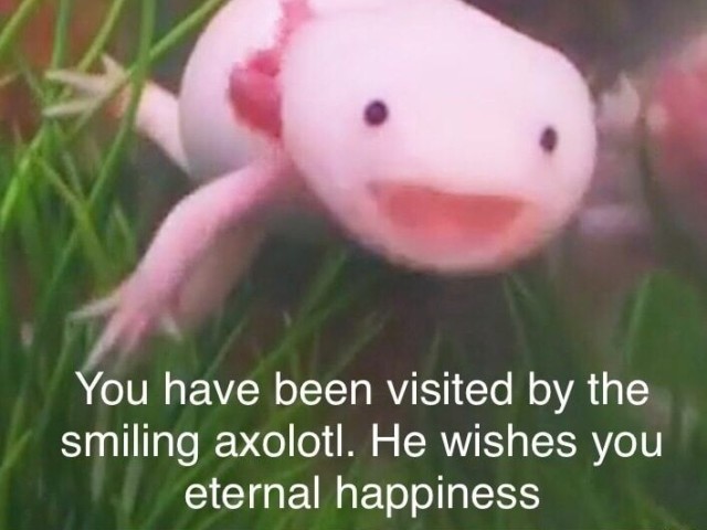 Axolotl com o melhor sorriso do mundo