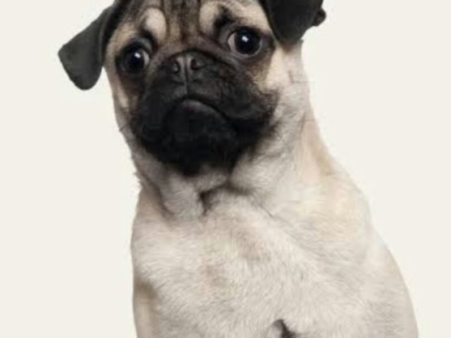 Pug