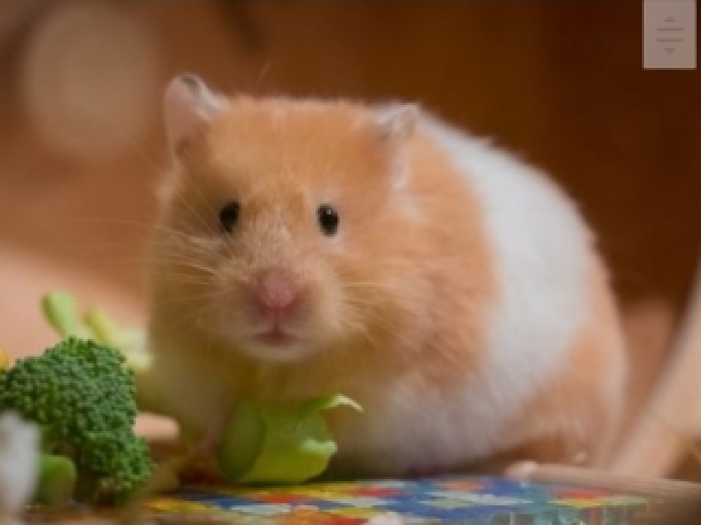 Hamster