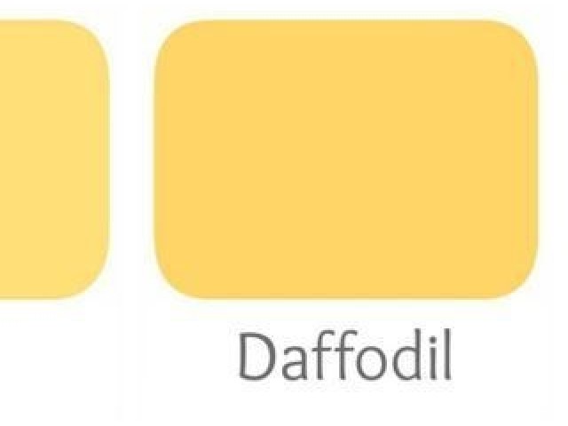 daffodil