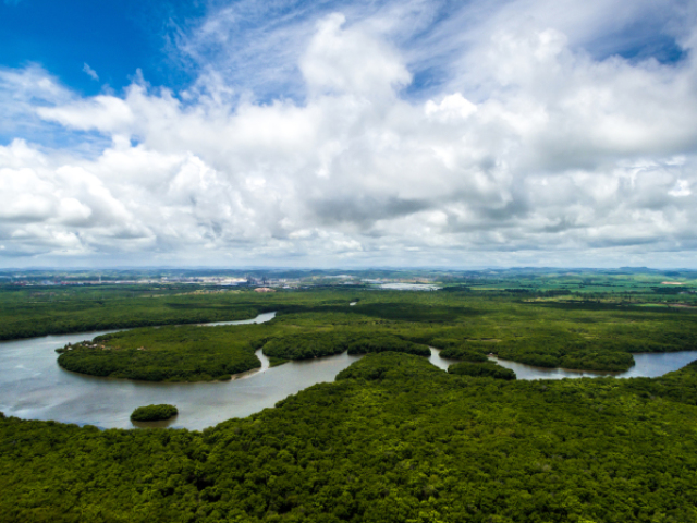 ROLEZIN na amazonia