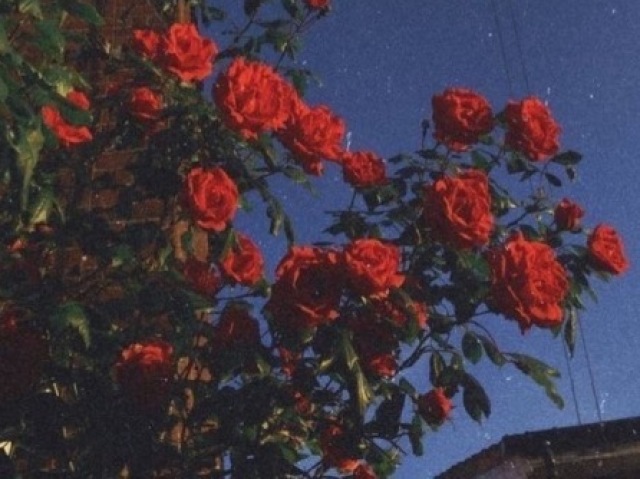 🌹Fofas 🌹