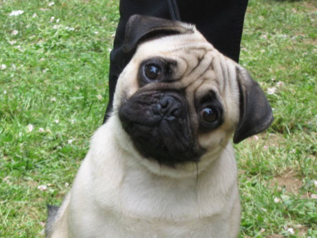 Pug