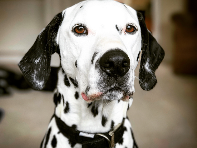 Dalmata