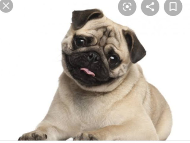 Um pug