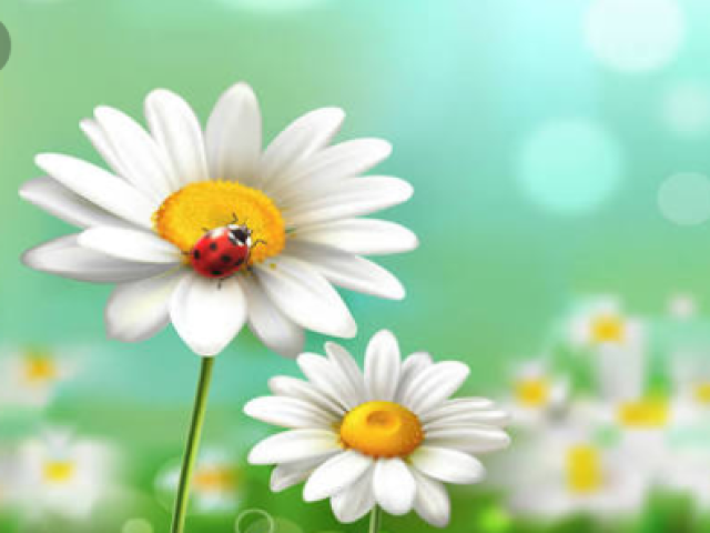 Margarida